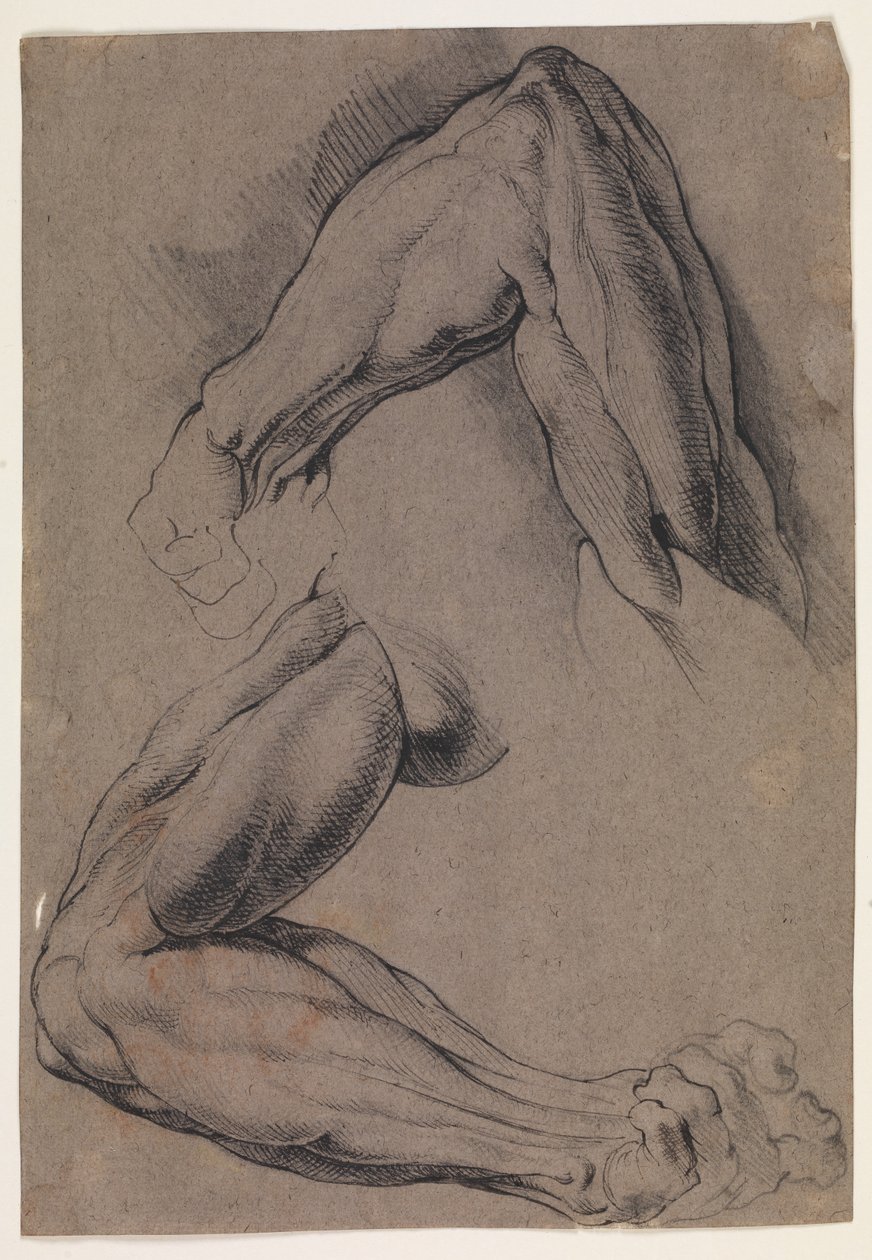 Anatomická studie (écorché). Dvě studie mužské stažené levé paže od Willem Panneels