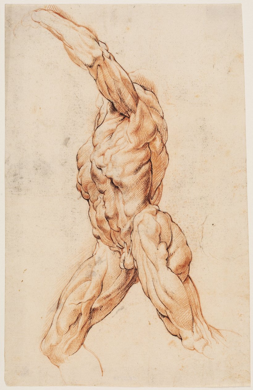 Anatomická studie (écorchés). Kráčející muž stažený z kůže se otočil doleva od Willem Panneels