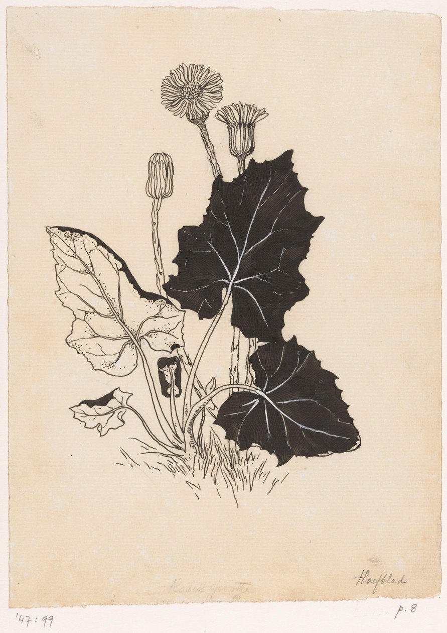 kontryhel od Willem Wenckebach