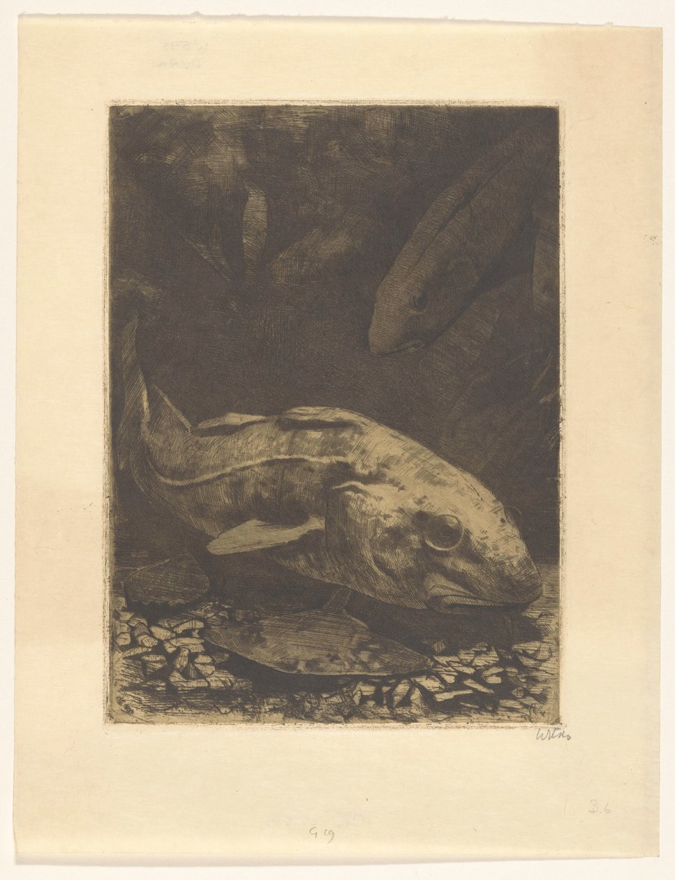 Ryby a vodní rostliny od Willem Witsen (signed by artist)