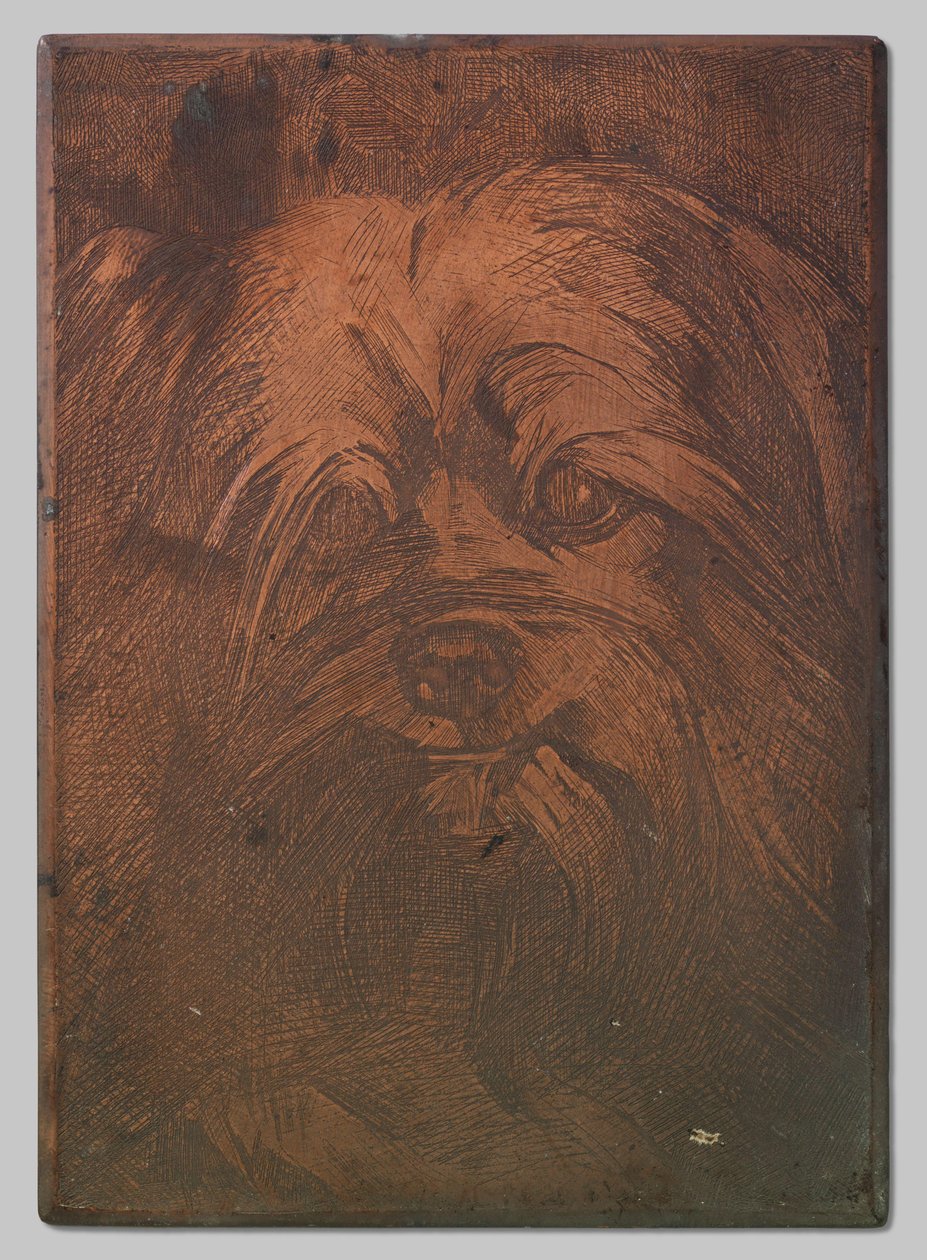 Pes Phoebus od Willem Arnoldus Witsen
