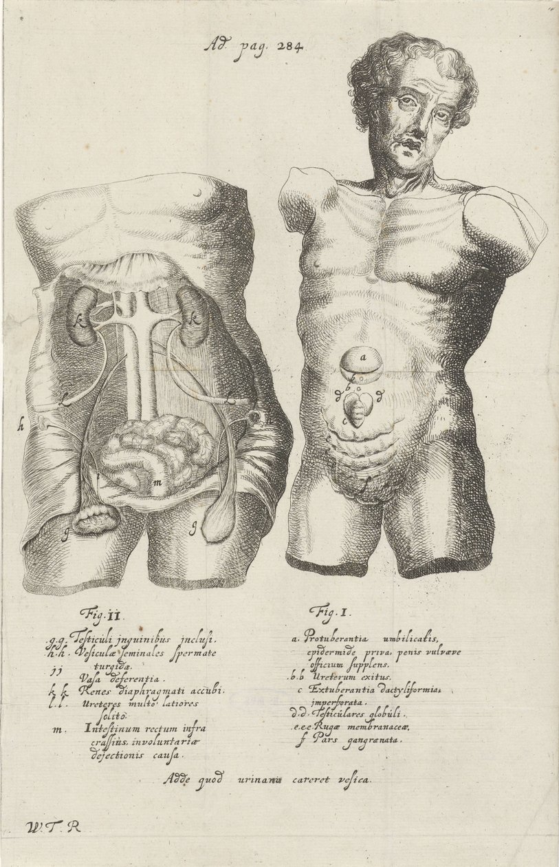 Anatomická studie dvou trupů od Willem ten Rhijne