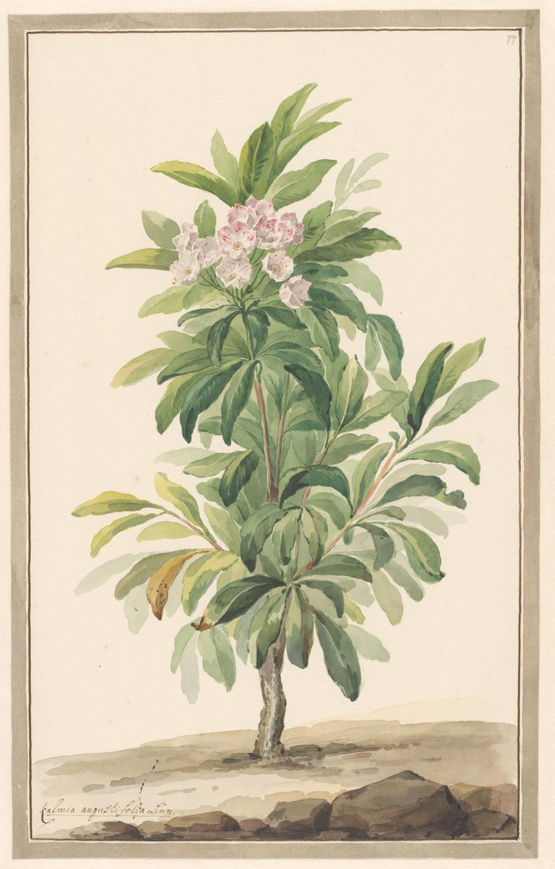 Smalbladige lepelboom v krajině (Kalmia Angustifolia) od Willem van Leen (attributed to)