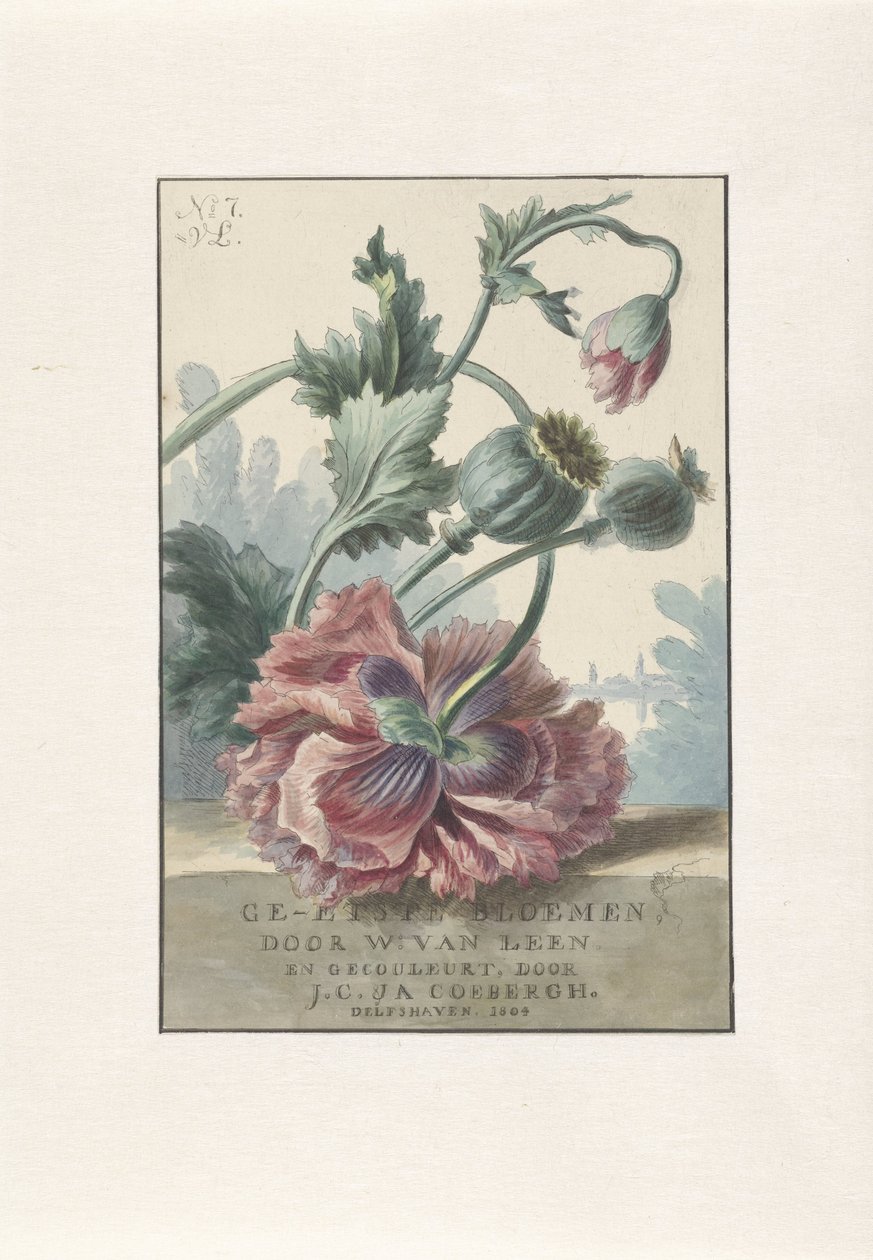vlčí mák Titulní tisk pro: W. van Leen a J.C. & ANO. Coebergh, Leptané květiny, 1804 od Willem van Leen