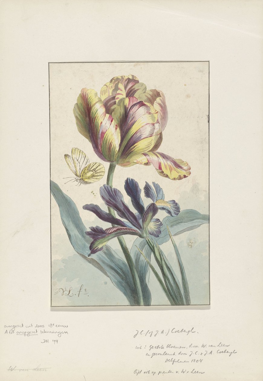 Tulipán a kosatec od Willem van Leen