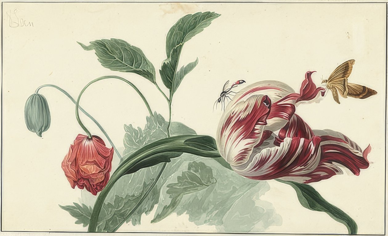 Tulipán a mák od Willem van Leen