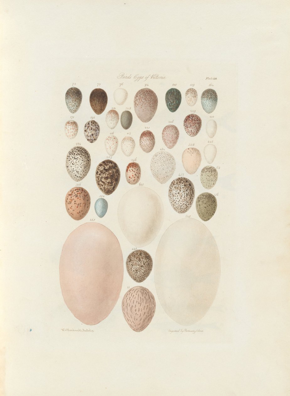 Ptačí vejce Victoria. Nepublikované folio Australia Terra Cognita od Williama Blandowského. 1855-56 od William Blandowski