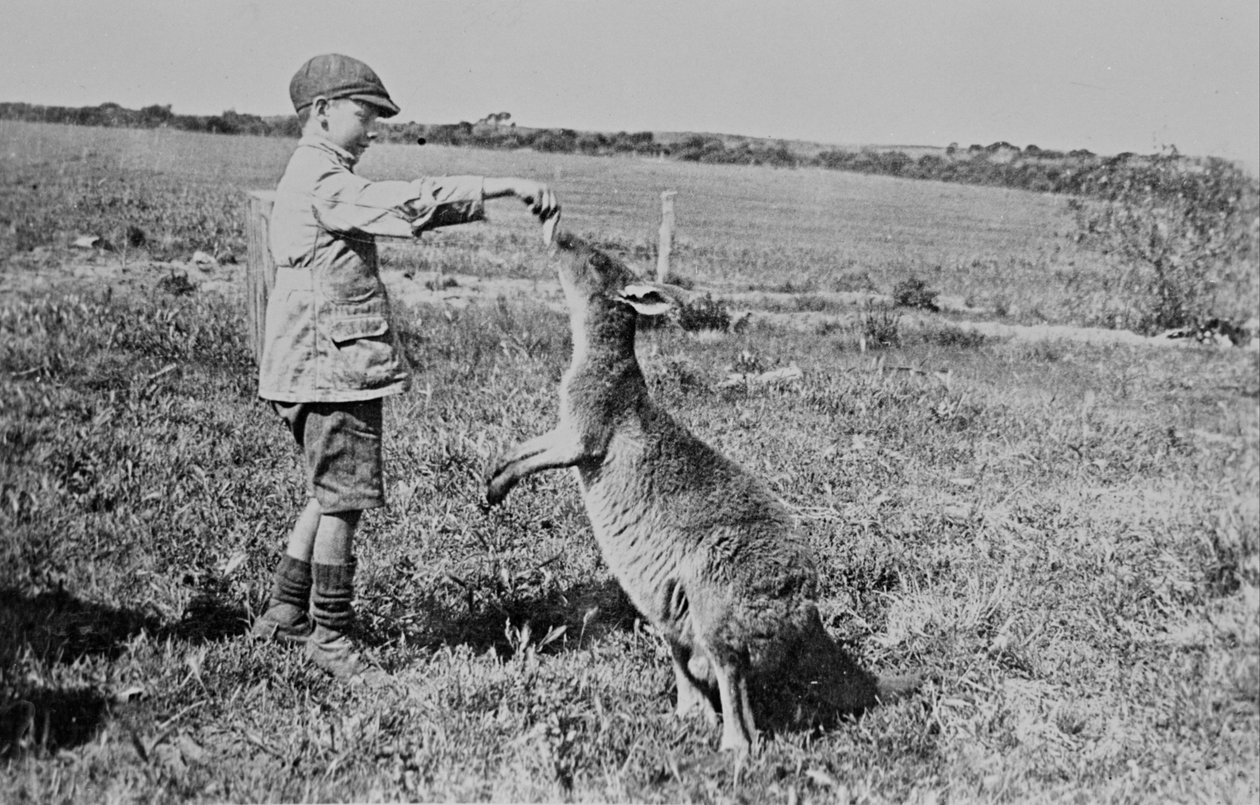 Paddy Dickson krmící Kanga Joe od William Boyd