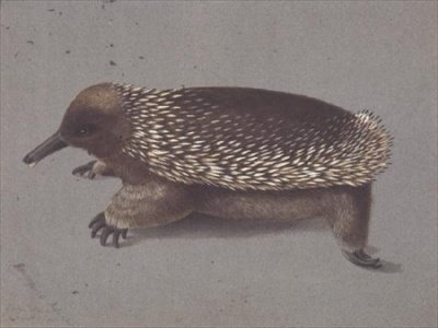 Ostnatá Echidna, 19. století od William Buelow Gould