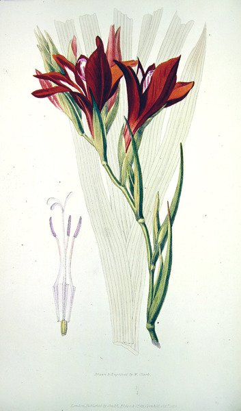 Gladiolus: (červený) z `Flora Conspicua, vydané nakladatelstvím Smith,Elder & Co, říjen 1825 od William Clark