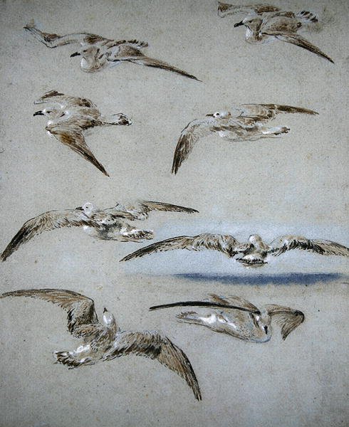 Seven Seagulls (tužka, wc a tělová barva na papíře) od Clarkson Frederick Stanfield