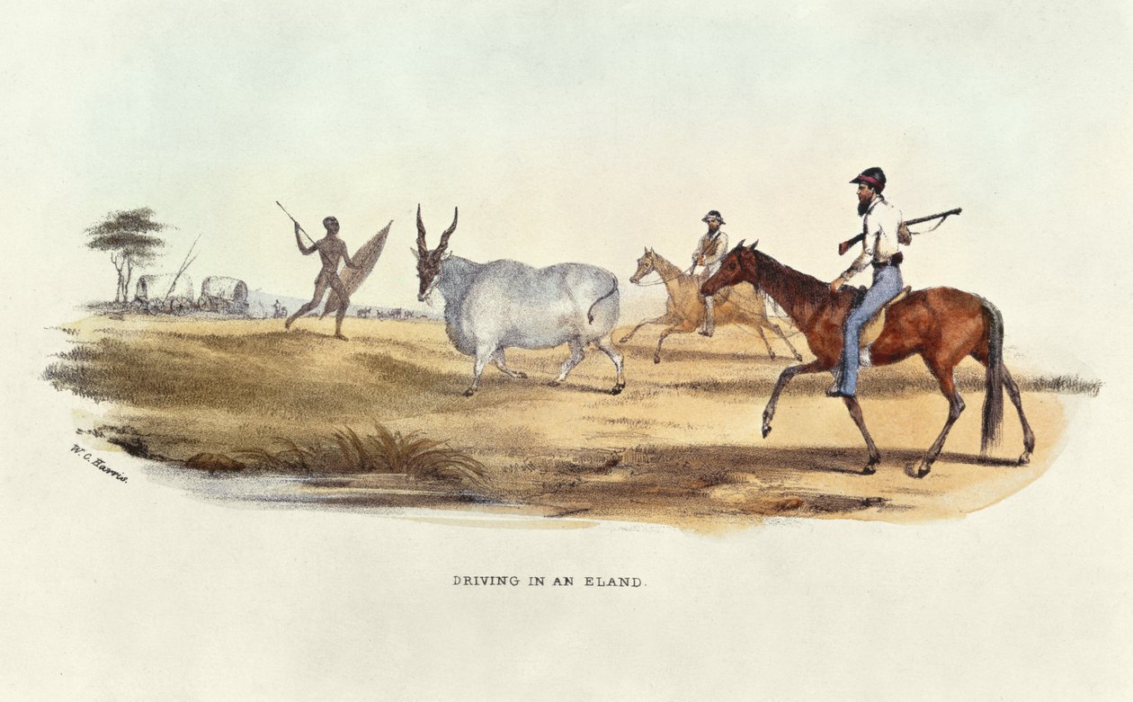 Driving in an Eland, ilustrace z Wild Sports of South Africa, od W.C. Harris, 1841 od William Cornwallis Harris