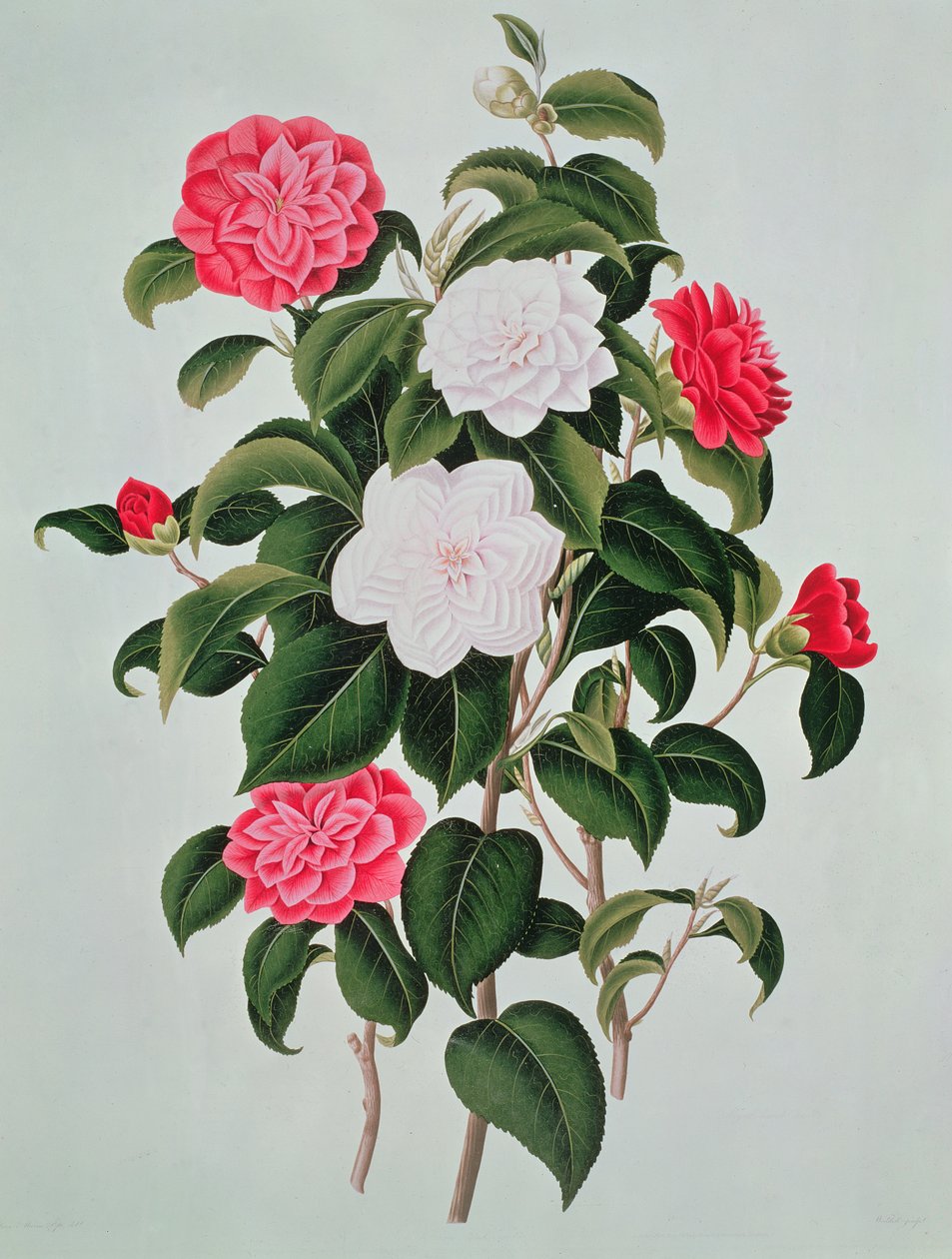 Camellia Japonica, z Monografie o rodu kamélie, 1819 od William Curtis
