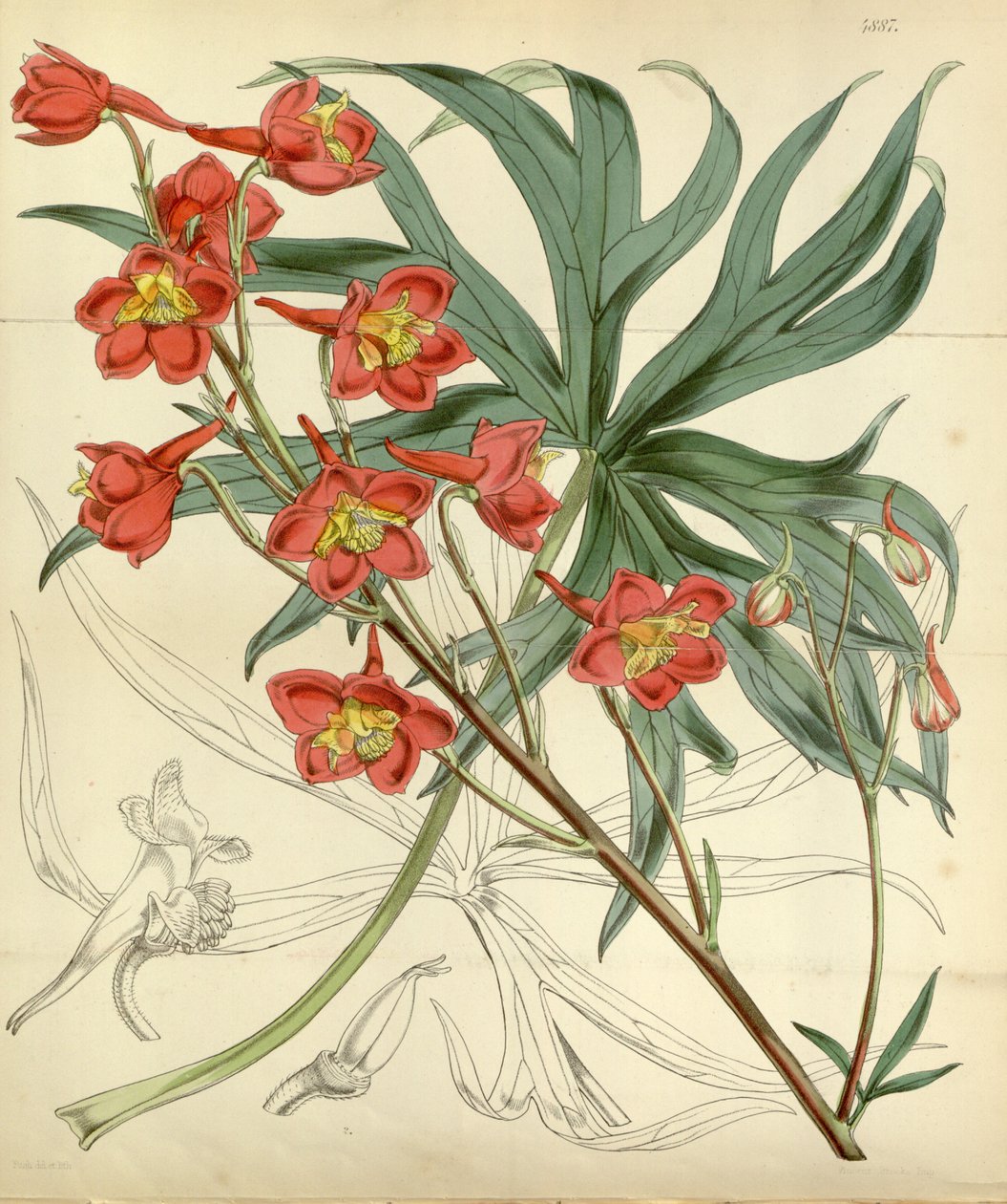 Delphinium cardinale od William Curtis