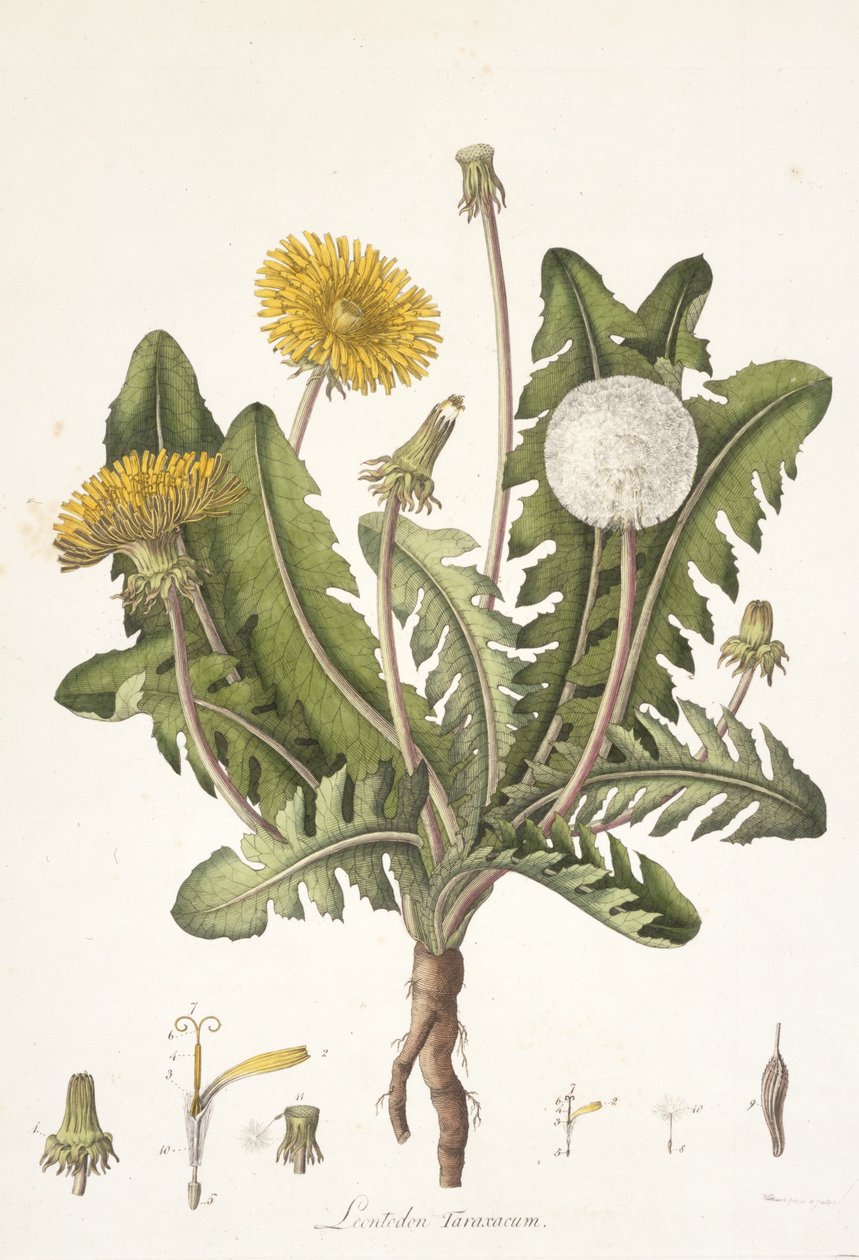 Leontoden Taraxacum z Flory of London, 1777-1798 od William Curtis