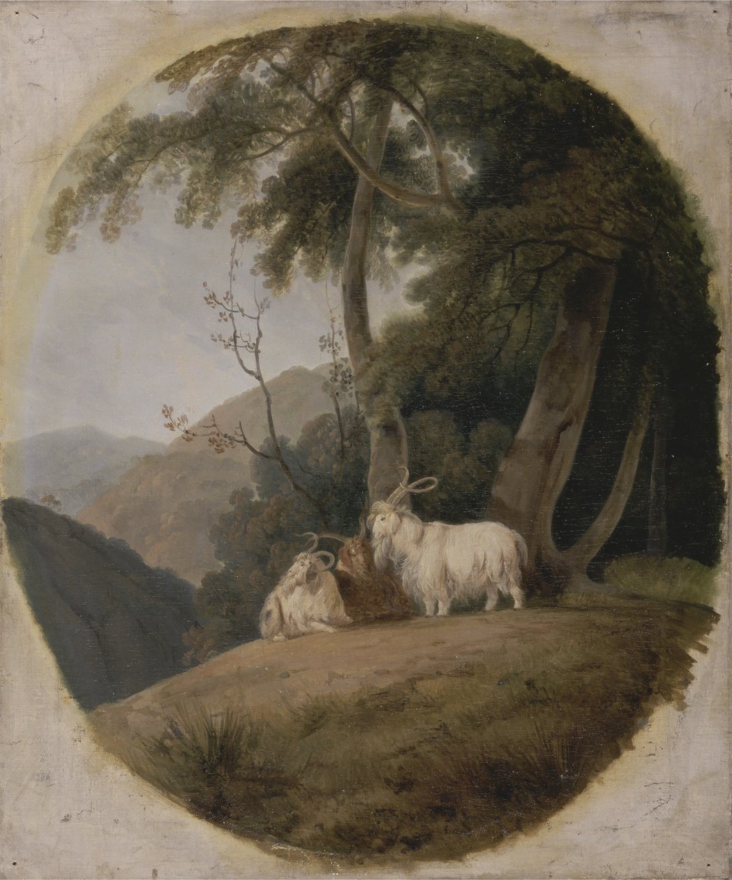 Kašmírské kozy, kolem 1780-1820 od William Daniell