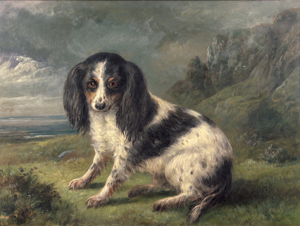 King Charles španěl od William Ellis