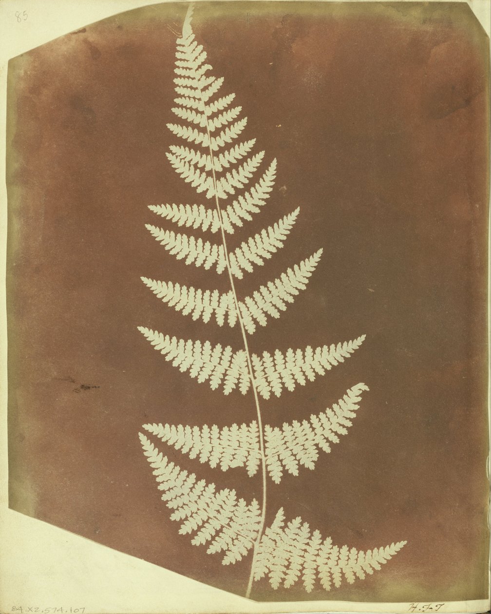 (Buckler Fern) od William Henry Fox Talbot