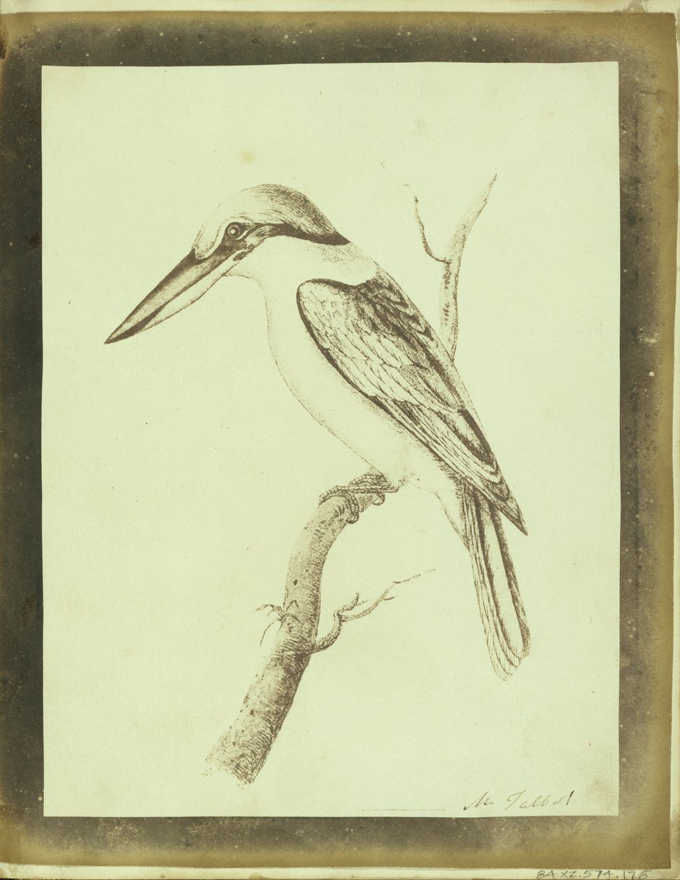 (Kopie Swainsonova litografického tisku límečka) od William Henry Fox Talbot
