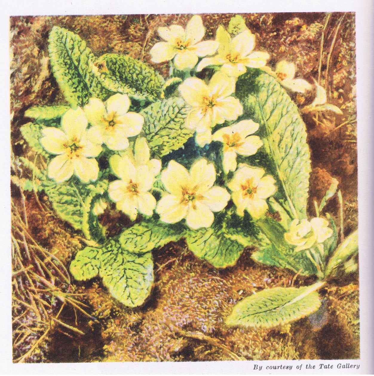 Primroses, Nature in Britain vydal Collins, 1946 od William Henry Hunt