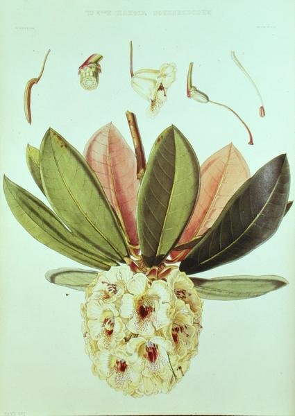 Rhododendron Wightii, z knihy J. D. Hookera Rhododendrony Sikkimského Himálaje od William Hooker
