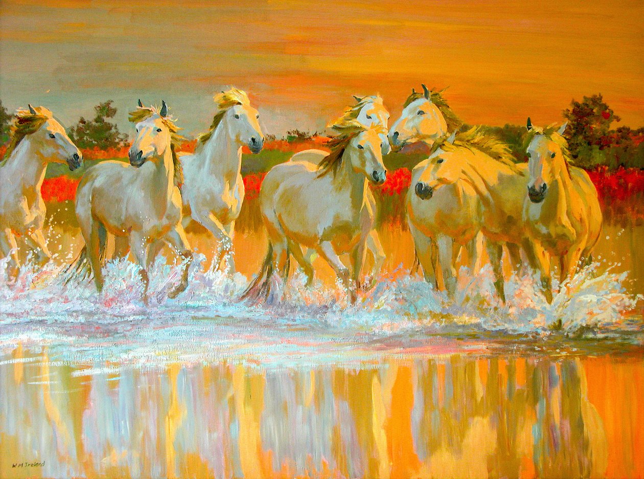 Camargue od William Ireland