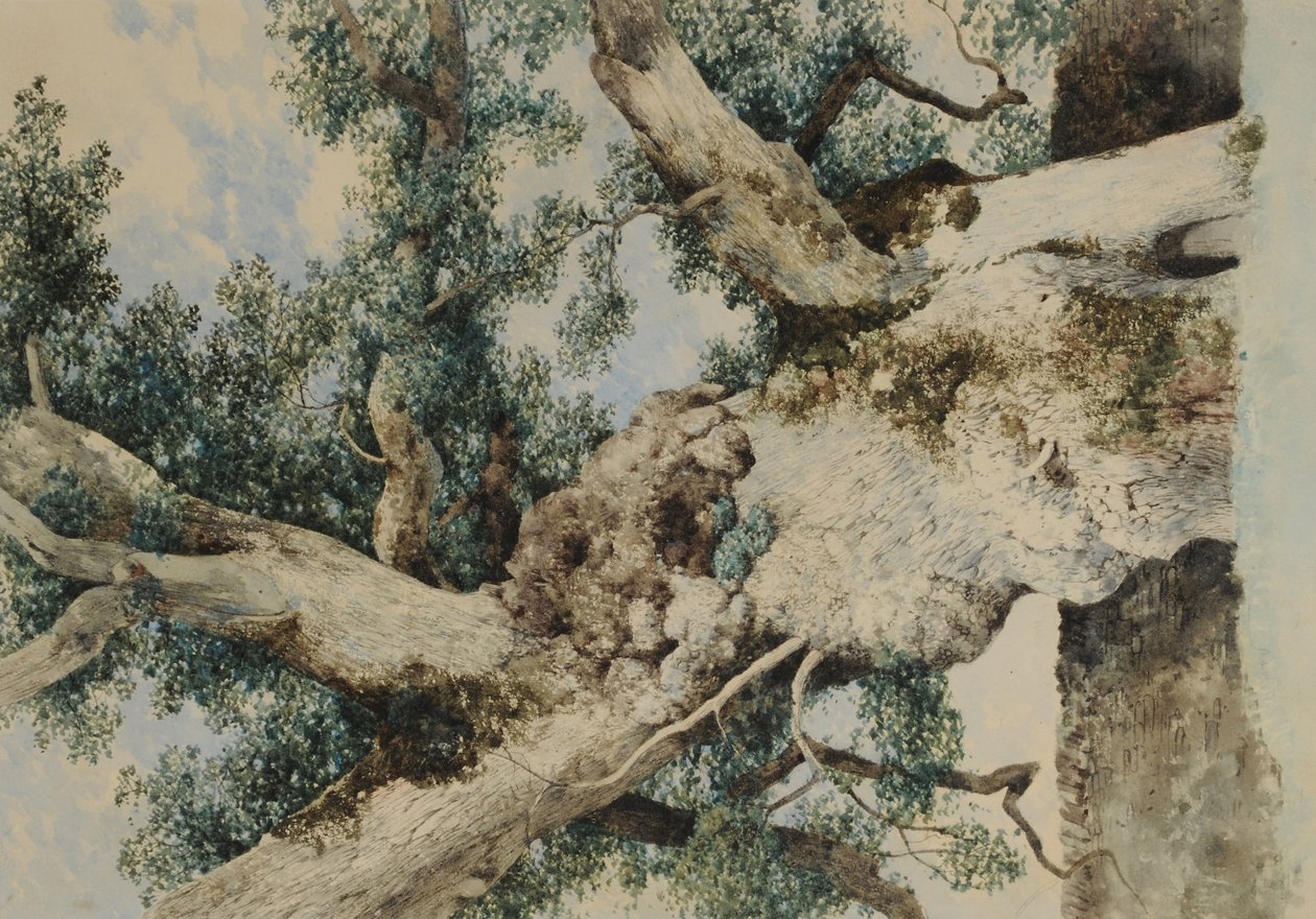 Study for Tree in The Rookery, c.1854 (wc na papíře) od William James Blacklock