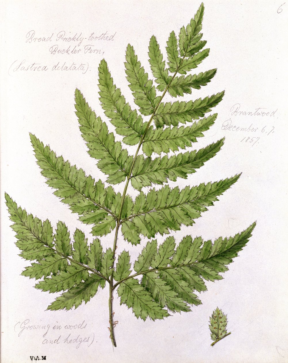 Široký pichlavý Buckler Fern, malovaný v Brantwood, 67. prosince 1857 od William James Linton