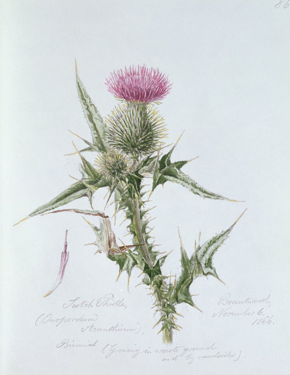 Scotch Thistle, malovaný v Brantwood, 6. listopadu 1866 od William James Linton