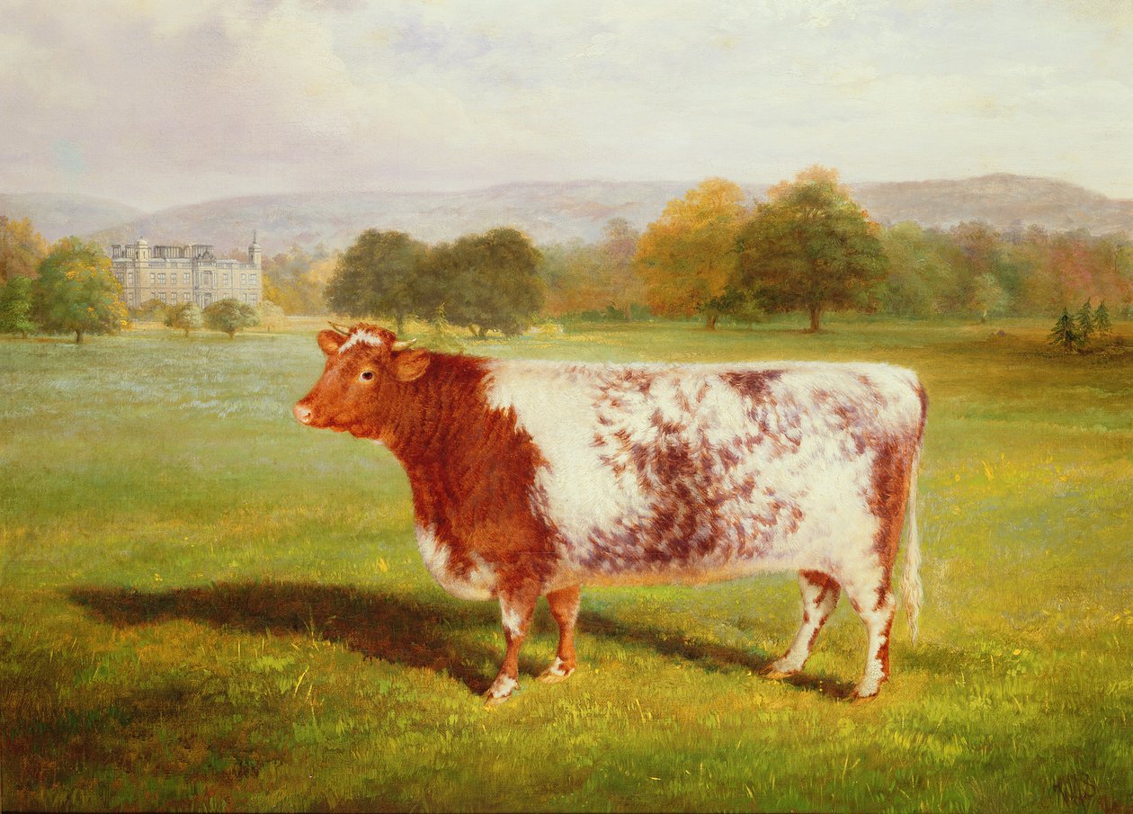 Portrét Shorthorna, 19. století od William Joseph Shayer