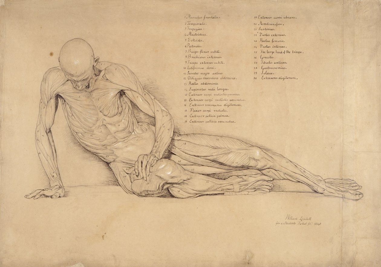 An Ecorche Study of the Dying Gaul, 1840 (pero a inkoust na papíře) od William Linnell