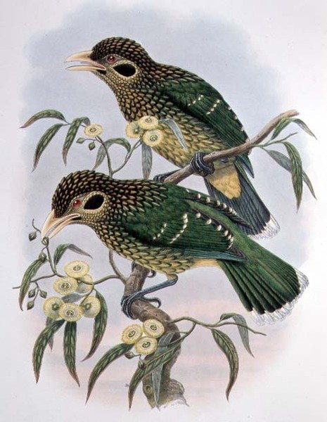 Ailuroedus melanotis - Rajský pták - Ailuroedus melanotis od M. Hart