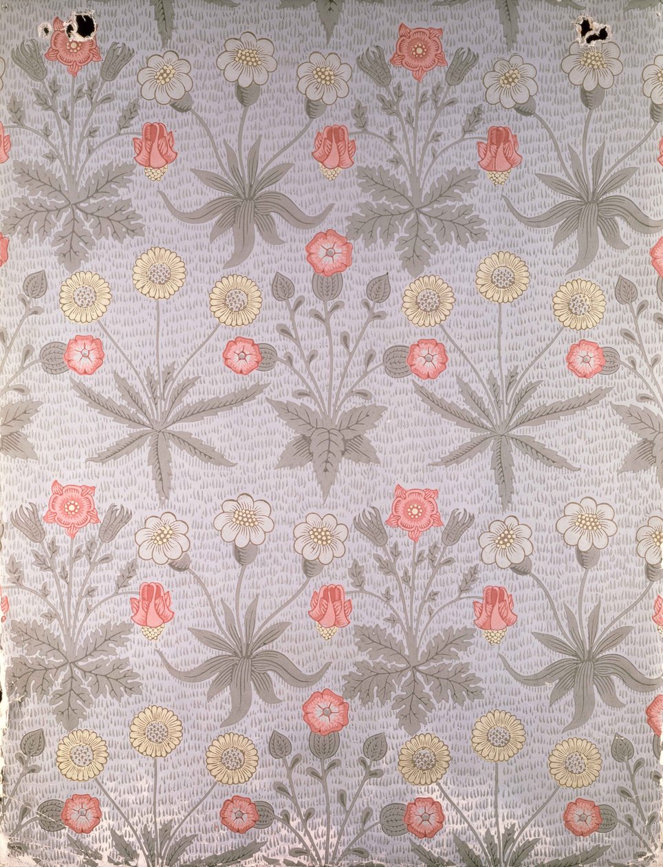Návrh tapety "Daisy", ze souboru návrhů Williama Morrise, 1864 od William Morris