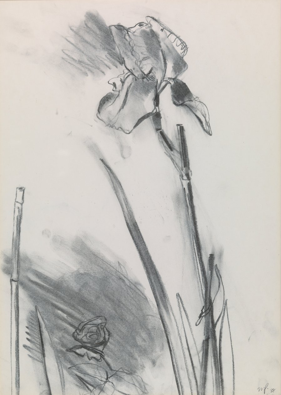 Iris 2 od William Packer