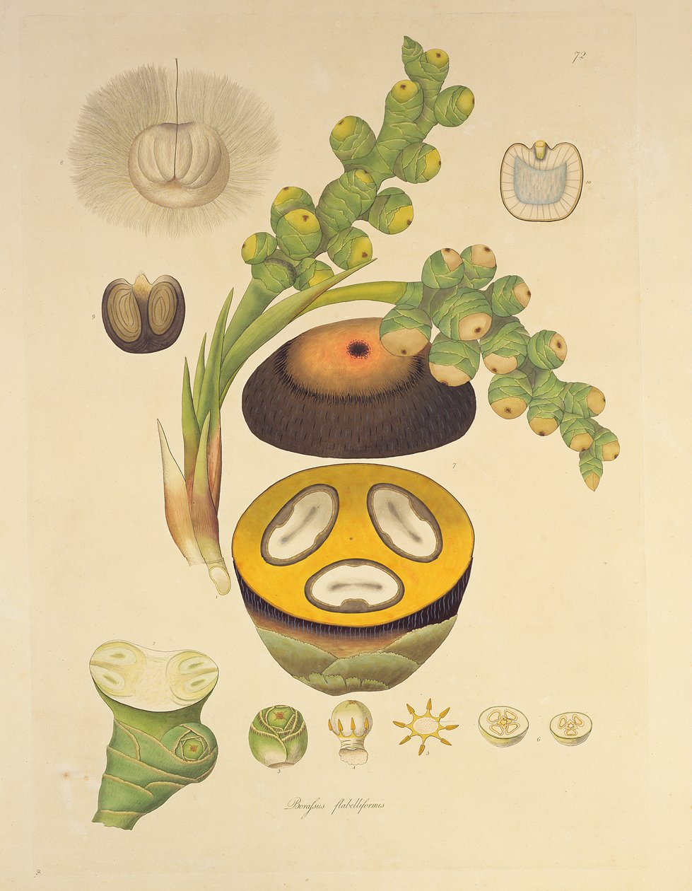 Ilustrace Borassus flabelliformis (strom Palmaira) z „Plants of the Coromandel Coast“, 1795 od William Roxburgh