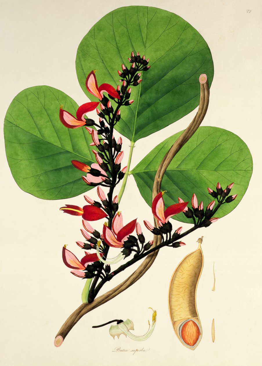 Butea Superba, ilustrace z ‚Plants of the Coromandel Coast‘, 1795 od William Roxburgh