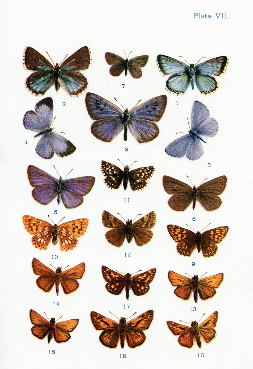 Různé druhy motýlů, ilustrace z knihy Motýli, můry a jiný hmyz a stvoření venkova, vydané 1927 od William Samuel Furneaux