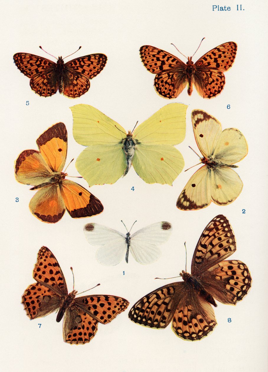 Různé druhy motýlů, ilustrace z knihy Motýli, můry a jiný hmyz a stvoření venkova, vydaná 1927 (č. foto) od William Samuel Furneaux