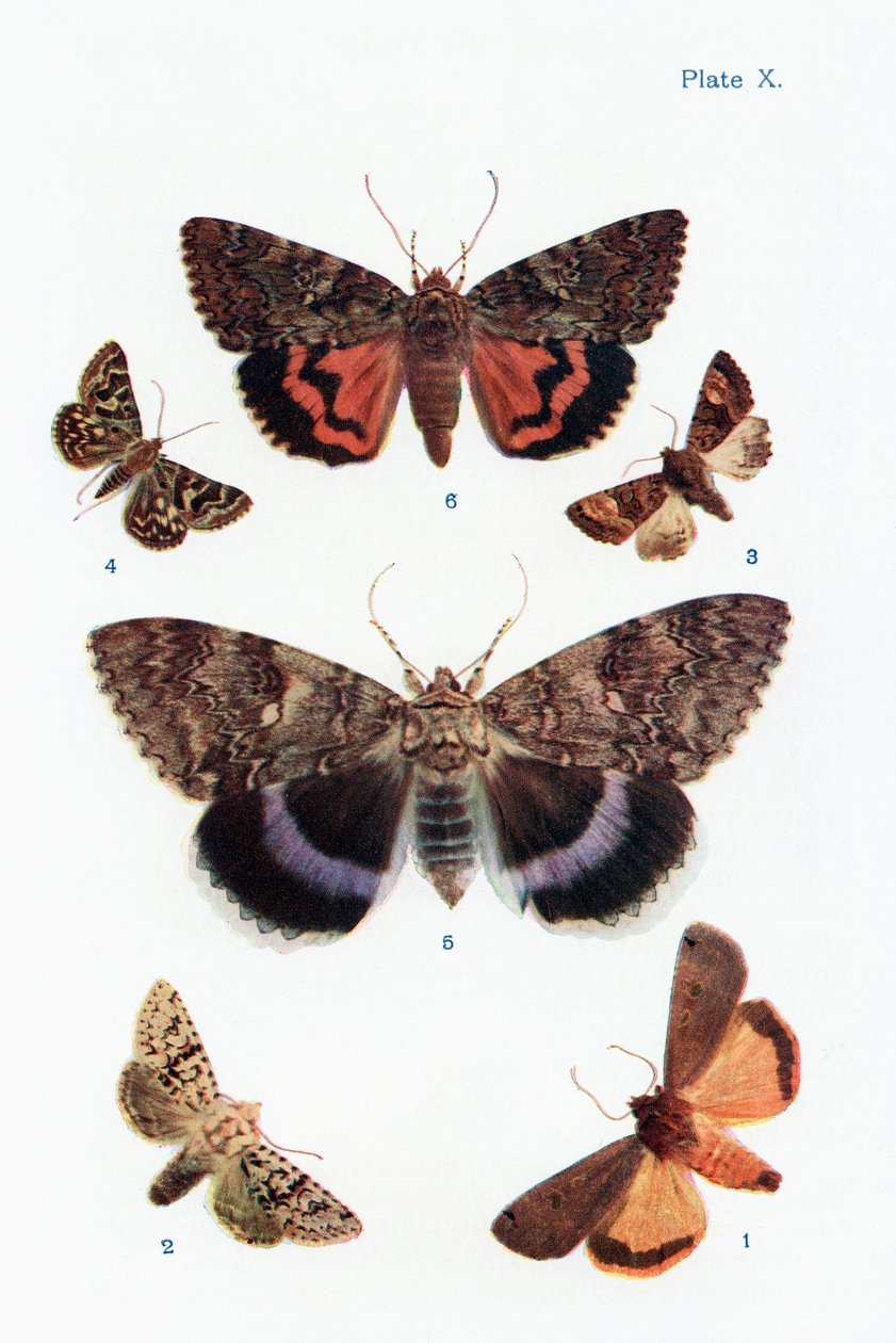 Různé druhy můr, ilustrace z knihy Butterflies, Moths and Other Insects and Creatures of the Countryside, vydané v roce 1927. od William Samuel Furneaux