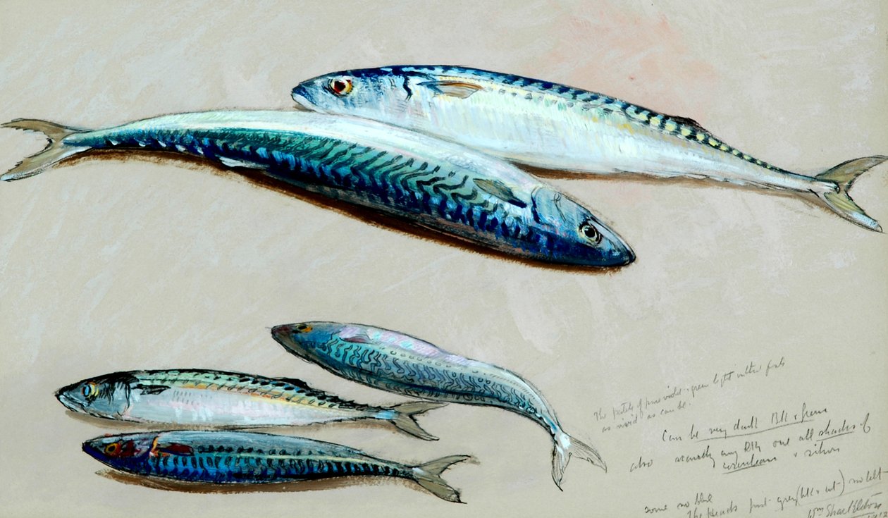 Studie pěti makrel pro „Makrely sítě“, 1912 (olej na olejové desce) od William Shackleton