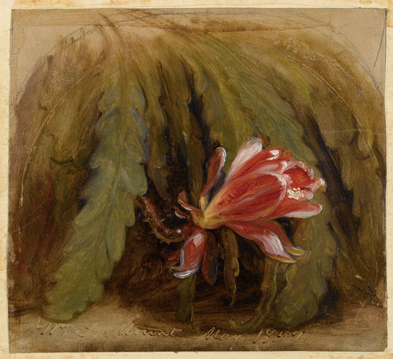 Kaktus v květu, 1857 od William Sidney Mount