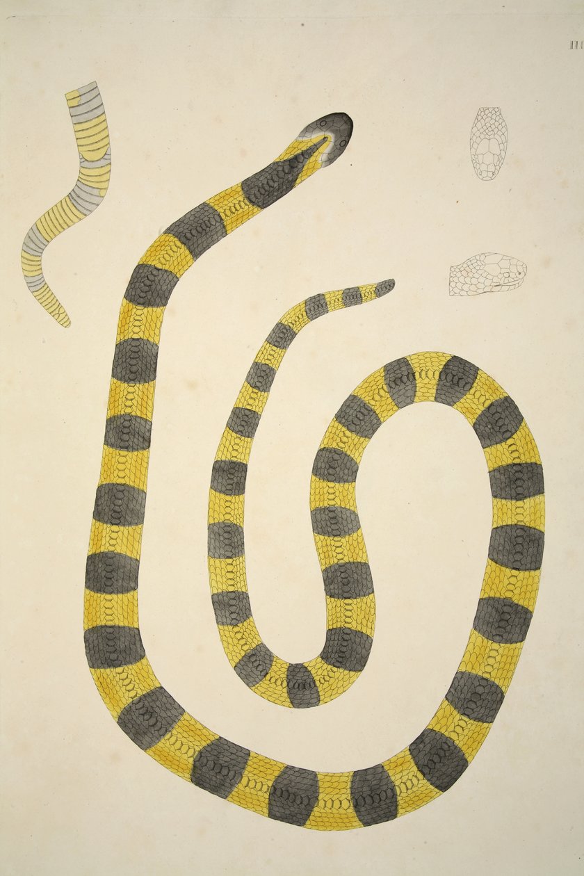 Bungarum Pamah, z Vyprávění o indických hadech sesbíraných na pobřeží Coromandel, hospoda. 1796 (ručně kolorovaná rytina) od William Skelton