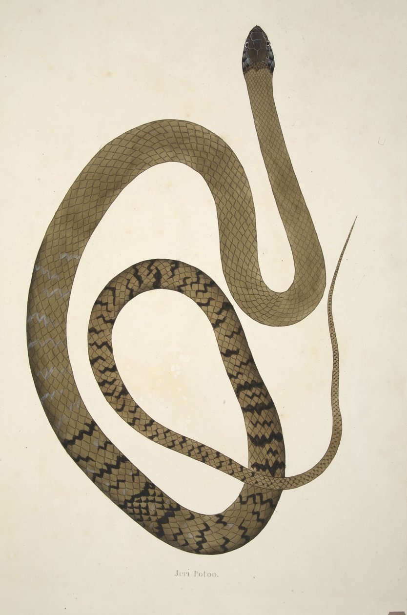 Jeri Potoo, z Vyprávění o indických hadech sesbíraných na pobřeží Coromandel, hospoda. 1796 (ručně kolorovaná rytina) od William Skelton
