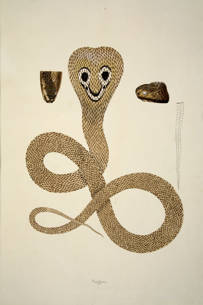 Nagoo, z Vyprávění o indických hadech sesbíraných na pobřeží Coromandel, hospoda. 1796 (ručně kolorovaná rytina) od William Skelton