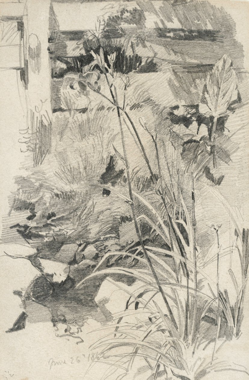 Denní lilie u dřevěného plotu, 1862 (grafit na hnědém tkaném papíru) od William Trost Richards