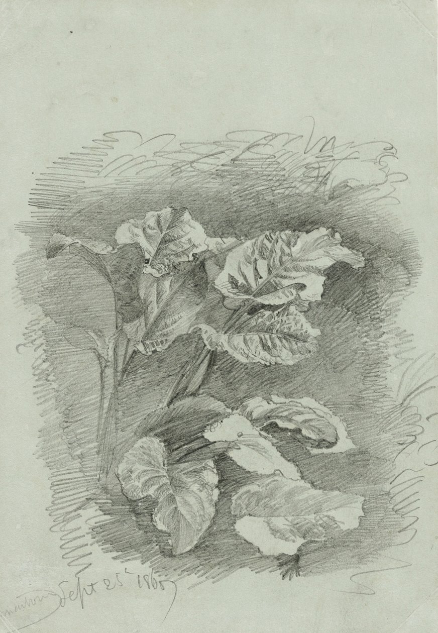 Studie rostliny, 1867 (grafit na zeleném tkaném papíru) od William Trost Richards
