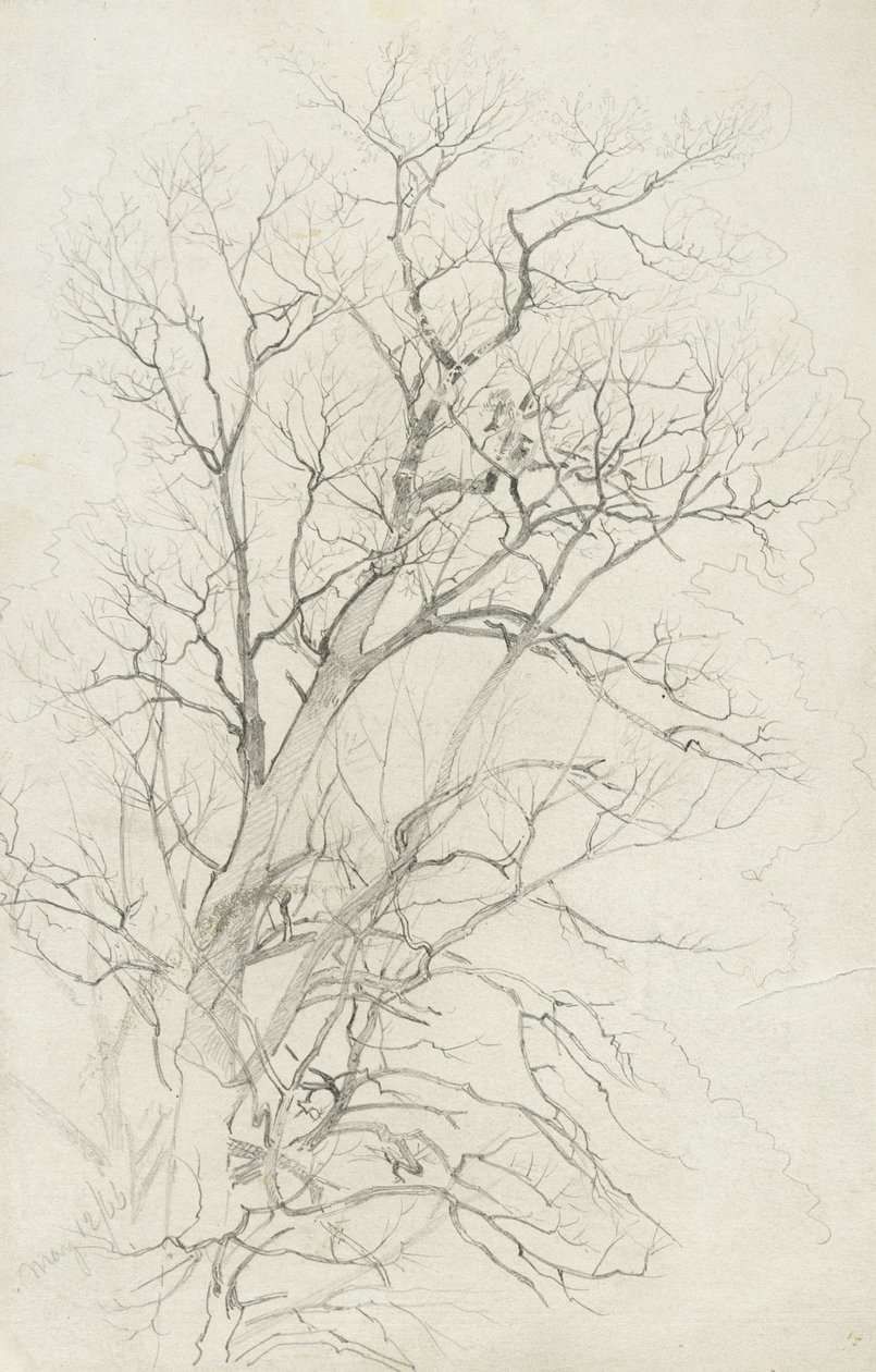 Strom, 1866 (grafit na šedém tkaném papíru) od William Trost Richards