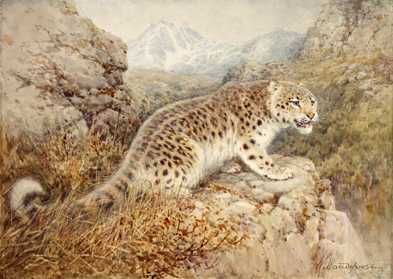 Sněžný leopard, kolem roku 1920 od William Woodhouse
