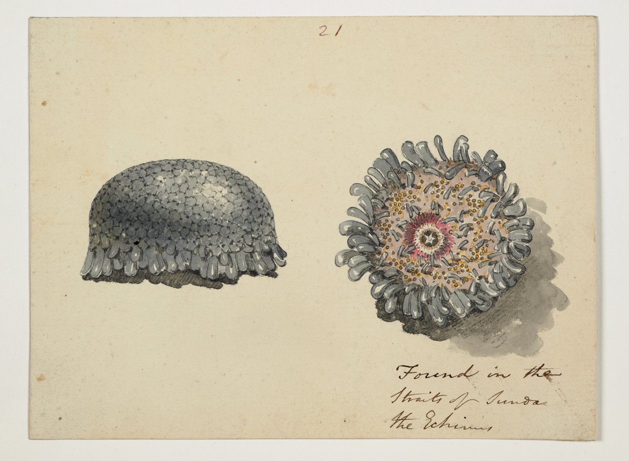 WD 961 f.21 od William Alexander