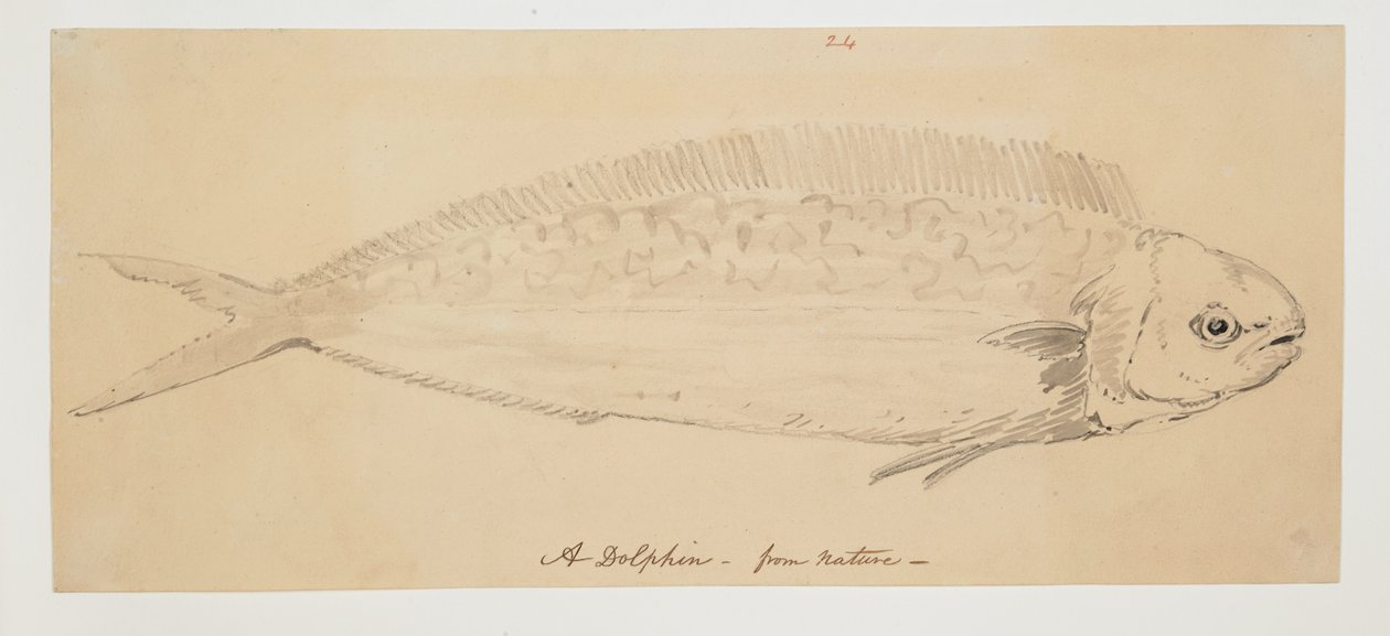 WD 961 f.24 od William Alexander